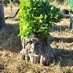 Crassula arborescens Fuelha