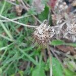 Scabiosa lucida Fruit