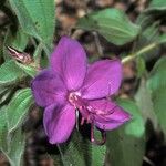 Rhynchanthera grandiflora ᱵᱟᱦᱟ