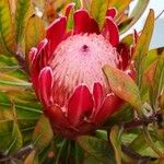 Protea cynaroides Flor