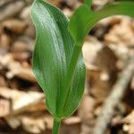 Epipactis exilis Leaf
