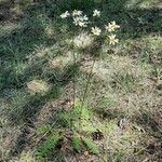 Tanacetum corymbosum Fleur
