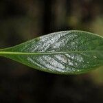 Chassalia gaertneroides Hoja
