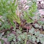 Oenanthe crocata その他の提案