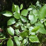Celtis caucasica Leaf