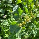 Rumex spinosus Blad