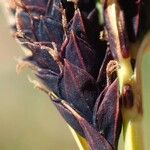 Carex parviflora ഫലം