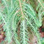 Picea brachytyla Hoja