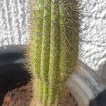 Pilosocereus chrysostele Hoja