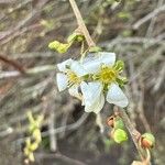 Spiraea prunifolia 花