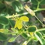 Cleome droserifolia Flower