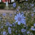 Cichorium endiviaFlower