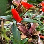Seemannia sylvatica Flor