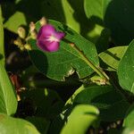 Canavalia rosea Leaf