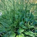 Limonium carolinianum Leaf