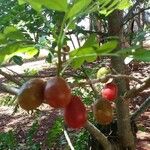 Spondias purpurea Fruit