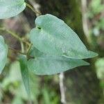 Piper borbonense Leaf