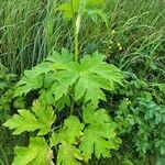 Heracleum lanatum Листок