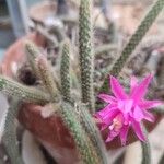 Aporocactus flagelliformis Leaf