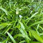 Allium paradoxum Blomst