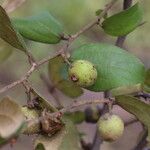 Ziziphus mucronata ഫലം