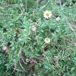 Erigeron karvinskianus 整株植物