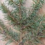 Pinus nigra List