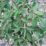 Cytisus nigricans Leaf