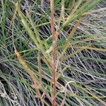 Reseda stricta Yaprak
