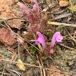 Pedicularis sylvatica Flower