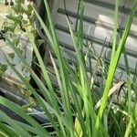 Hesperantha coccinea 葉