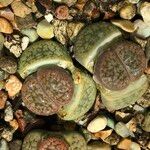 Lithops spp. 整株植物