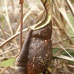 Nepenthes rafflesiana Leaf