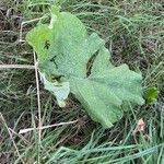 Arctium lappa Hoja