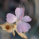 Petrorhagia prolifera Λουλούδι