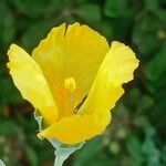 Glaucium flavum 花