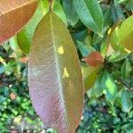 Photinia glabra Blad