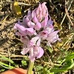 Neotinea tridentata Λουλούδι