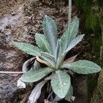 Primula frondosa Leaf
