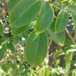 Holboellia coriacea Blad