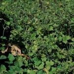 Hydrocotyle bowlesioides Hábito