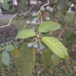 Solanum paniculatum Blatt