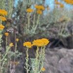 Santolina villosa Flower