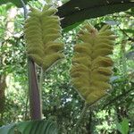 Calathea lasiostachya Hoja