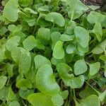 Claytonia rubra Blatt