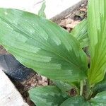 Kaempferia rotunda Leaf