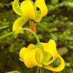 Lilium pyrenaicum Kukka