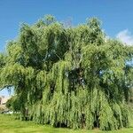 Salix × pendulina Costuma