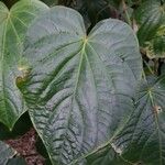 Piper schiedeanum Leaf