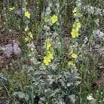 Verbascum undulatum Pokrój